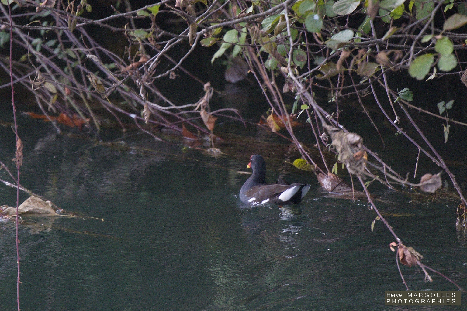 Poule d'eau-2.jpg